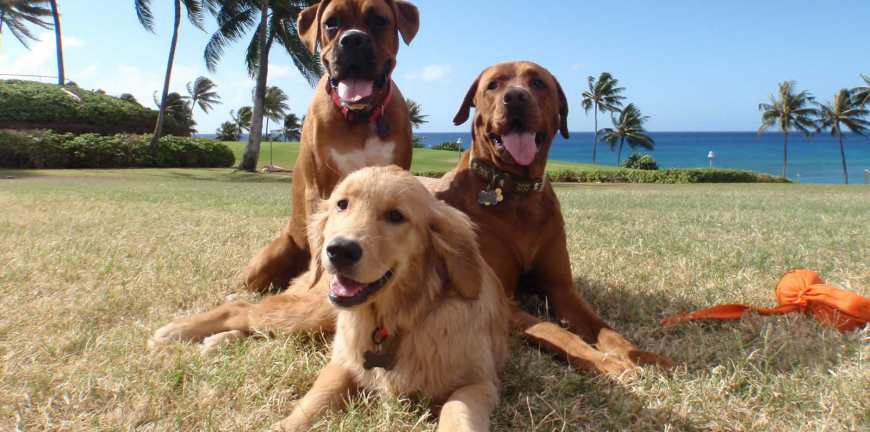 FURst Class Adoption