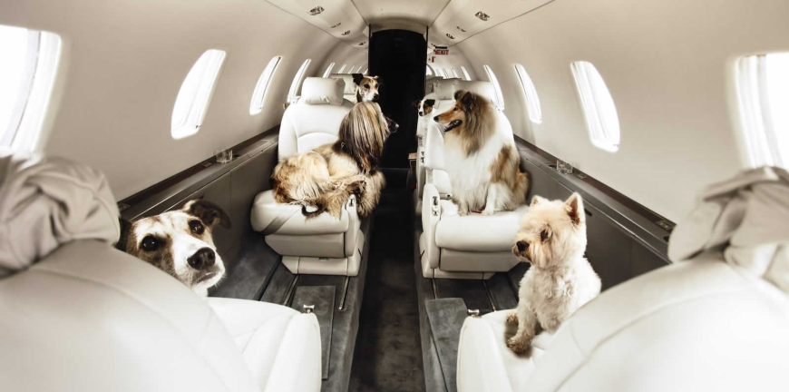 FURst Class Pet Luxury Puppy Transport